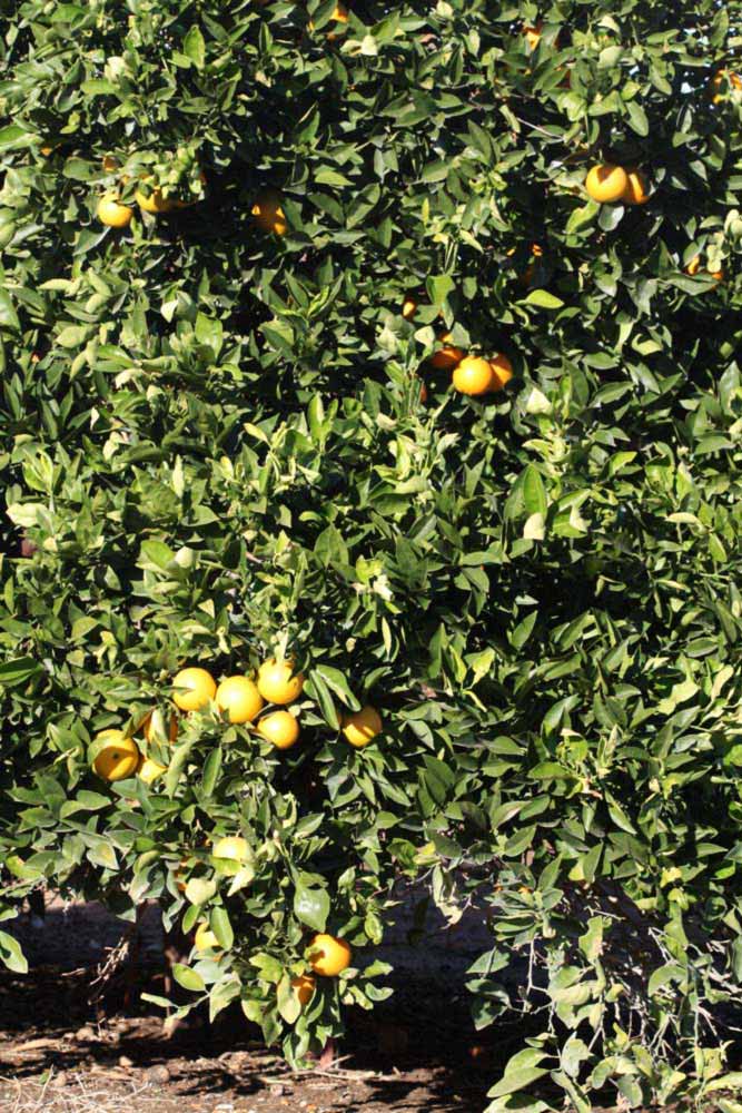            Habit (Riverside, CA)   